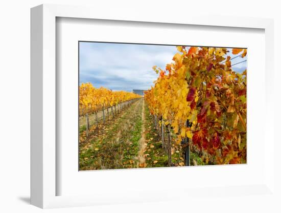 Les Collines Vineyard in Autumn, Walla Walla, Washington, USA-Richard Duval-Framed Photographic Print