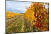 Les Collines Vineyard in Autumn, Walla Walla, Washington, USA-Richard Duval-Mounted Photographic Print