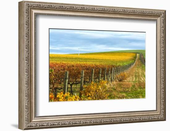 Les Collines Vineyard in Autumn, Walla Walla, Washington, USA-Richard Duval-Framed Premium Photographic Print