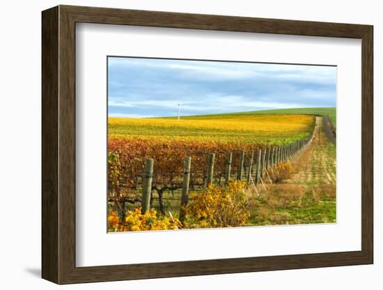 Les Collines Vineyard in Autumn, Walla Walla, Washington, USA-Richard Duval-Framed Photographic Print