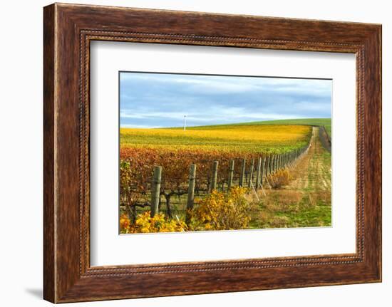 Les Collines Vineyard in Autumn, Walla Walla, Washington, USA-Richard Duval-Framed Photographic Print