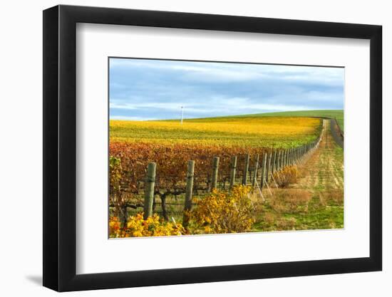 Les Collines Vineyard in Autumn, Walla Walla, Washington, USA-Richard Duval-Framed Photographic Print