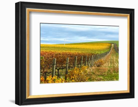 Les Collines Vineyard in Autumn, Walla Walla, Washington, USA-Richard Duval-Framed Photographic Print