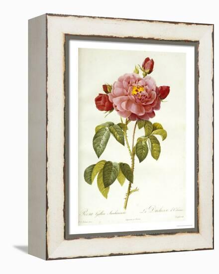 Les Duchess d'Orleans Rose-Pierre-Joseph Redouté-Framed Premier Image Canvas