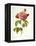 Les Duchess d'Orleans Rose-Pierre-Joseph Redouté-Framed Premier Image Canvas