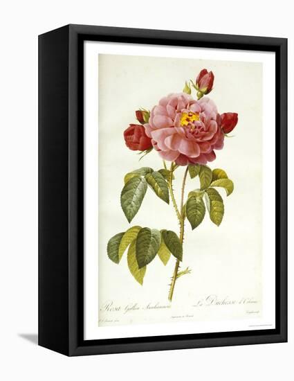 Les Duchess d'Orleans Rose-Pierre-Joseph Redouté-Framed Premier Image Canvas