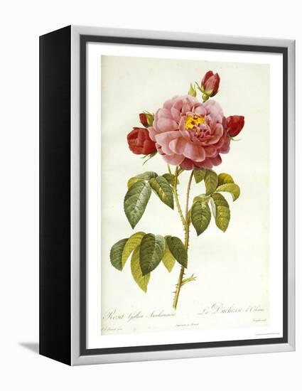 Les Duchess d'Orleans Rose-Pierre-Joseph Redouté-Framed Premier Image Canvas