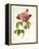 Les Duchess d'Orleans Rose-Pierre-Joseph Redouté-Framed Premier Image Canvas