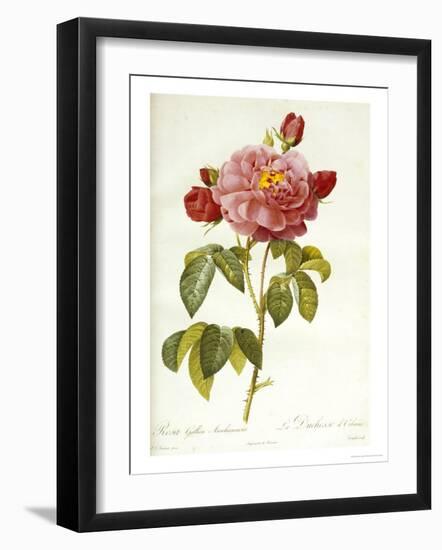 Les Duchess d'Orleans Rose-Pierre-Joseph Redouté-Framed Giclee Print