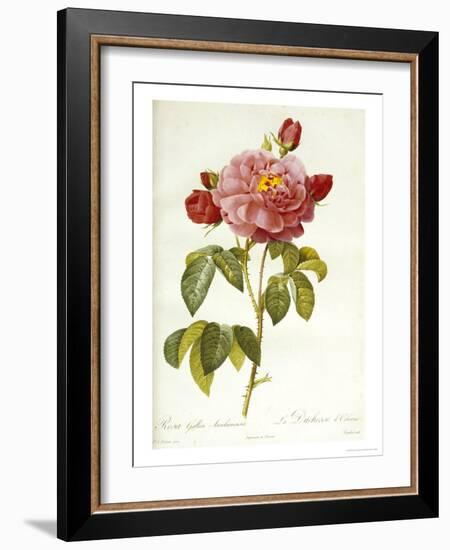 Les Duchess d'Orleans Rose-Pierre-Joseph Redouté-Framed Giclee Print