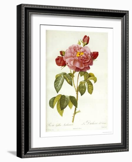 Les Duchess d'Orleans Rose-Pierre-Joseph Redouté-Framed Giclee Print