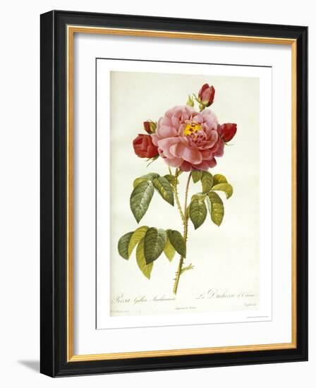 Les Duchess d'Orleans Rose-Pierre-Joseph Redouté-Framed Giclee Print