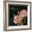 Les Jardin Roses Sq.-Kimberly Poloson-Framed Art Print