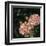 Les Jardin Roses Sq.-Kimberly Poloson-Framed Art Print