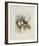 Les Muscaris-Annapia Antonini-Framed Limited Edition