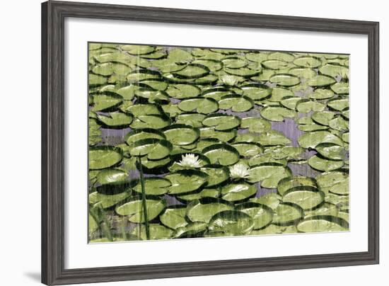 Les Nympheas-Erin Clark-Framed Art Print