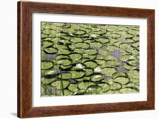 Les Nympheas-Erin Clark-Framed Art Print