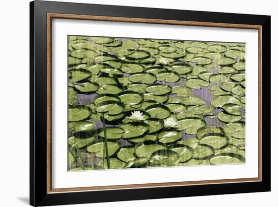 Les Nympheas-Erin Clark-Framed Art Print