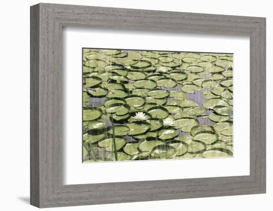 Les Nympheas-Erin Clark-Framed Art Print