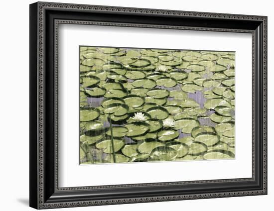 Les Nympheas-Erin Clark-Framed Art Print