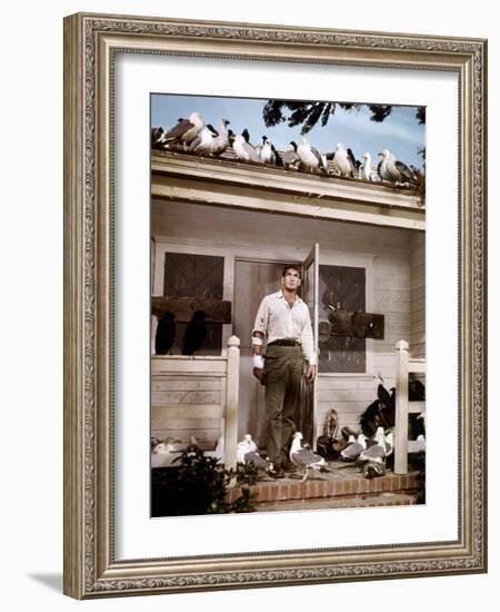 Les Oiseaux THE BIRDS d'Alfred Hitchcock with Rod Taylor, 1963 (photo)-null-Framed Photo