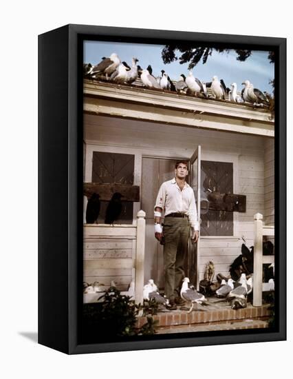 Les Oiseaux THE BIRDS d'Alfred Hitchcock with Rod Taylor, 1963 (photo)-null-Framed Stretched Canvas