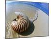 Premium Photographic Print
