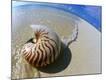 Premium Photographic Print