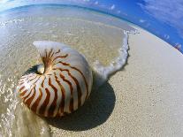 Seashell Sitting in Shallow Water-Leslie Richard Jacobs-Photographic Print