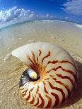 Seashell Sitting in Shallow Water-Leslie Richard Jacobs-Photographic Print