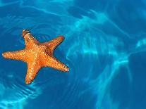 Starfish Floating on the Surface of the Ocean-Leslie Richard Jacobs-Photographic Print