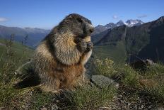 Alpine Marmots (Marmota Marmota) Feeding on Flowers, Hohe Tauern National Park, Austria-Lesniewski-Photographic Print