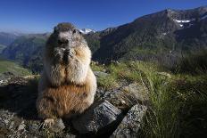 Alpine Marmot (Marmota Marmota) Feeding, Hohe Tauern National Park, Austria, July 2008-Lesniewski-Photographic Print