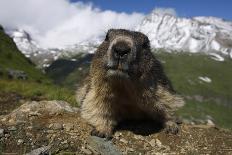 Alpine Marmot (Marmota Marmota) Portrait, Hohe Tauern National Park, Austria, July 2008-Lesniewski-Photographic Print