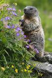 Alpine Marmots (Marmota Marmota) Feeding on Flowers, Hohe Tauern National Park, Austria, July 2008-Lesniewski-Framed Photographic Print