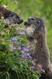 Alpine Marmot (Marmota Marmota) Standing on Hind Legs Feeding on Flowers, Hohe Tauern Np, Austria-Lesniewski-Photographic Print