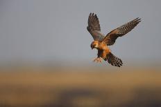 Female Red Footed Falcon (Falco Vespertinus) Hunting, Crimea, Ukraine, July-Lesniewski-Framed Photographic Print