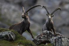 Two Alpine Ibex (Capra Ibex Ibex) Hohe Tauern National Park, Austria, July 2008-Lesniewski-Photographic Print