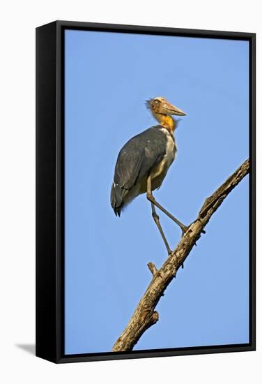 Lesser Adjutant Stork-Tony Camacho-Framed Premier Image Canvas