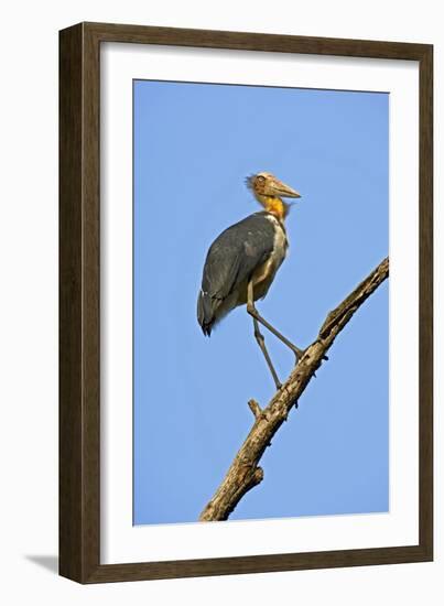 Lesser Adjutant Stork-Tony Camacho-Framed Photographic Print