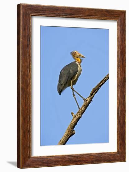 Lesser Adjutant Stork-Tony Camacho-Framed Photographic Print