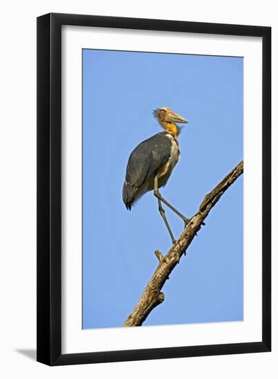 Lesser Adjutant Stork-Tony Camacho-Framed Photographic Print