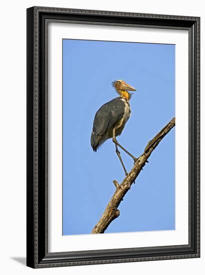 Lesser Adjutant Stork-Tony Camacho-Framed Photographic Print
