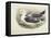 Lesser Black-Backed Gull (Larus Fuscus)-null-Framed Premier Image Canvas