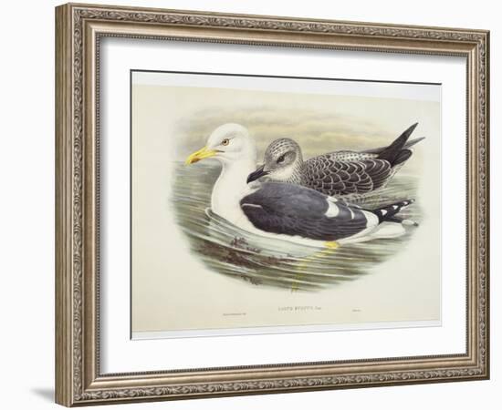 Lesser Black-Backed Gull (Larus Fuscus)-null-Framed Giclee Print