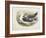 Lesser Black-Backed Gull (Larus Fuscus)-null-Framed Giclee Print