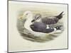 Lesser Black-Backed Gull (Larus Fuscus)-null-Mounted Giclee Print