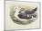 Lesser Black-Backed Gull (Larus Fuscus)-null-Mounted Giclee Print