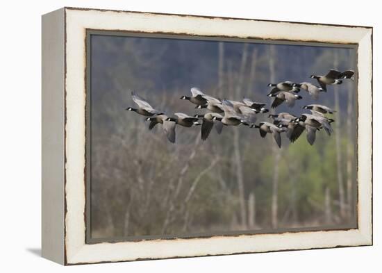 Lesser Cackling Canada Geese-Ken Archer-Framed Premier Image Canvas