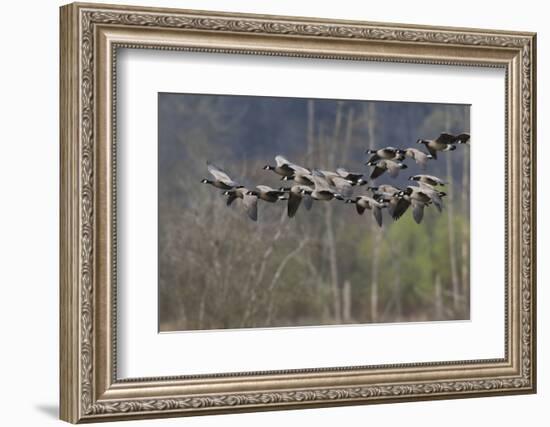 Lesser Cackling Canada Geese-Ken Archer-Framed Photographic Print